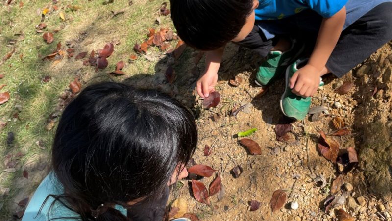 イモムシを観察する子どもたち