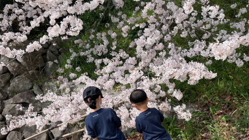 満開の桜と子どもたち