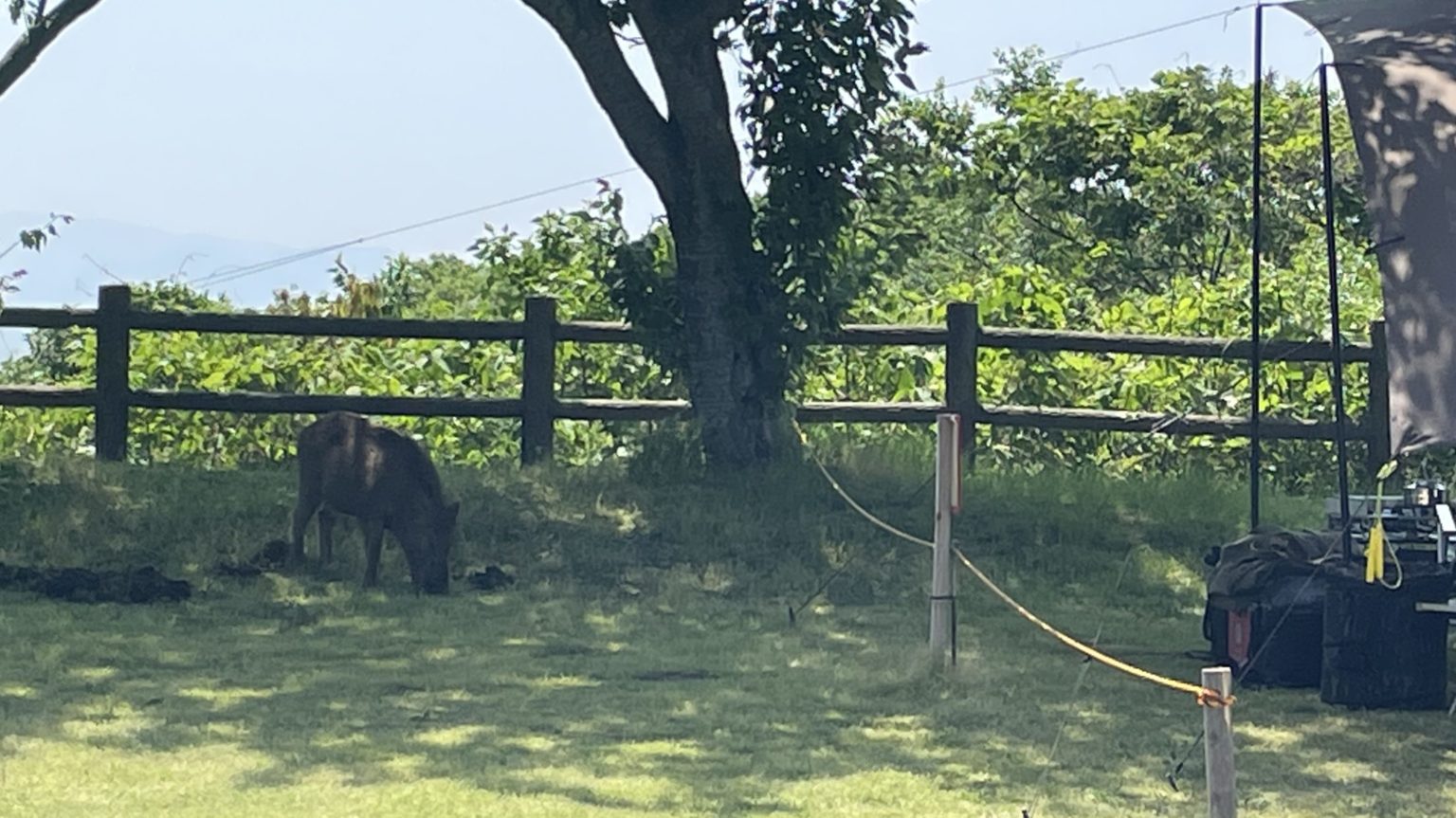 キャンプ場に現れたイノシシ
