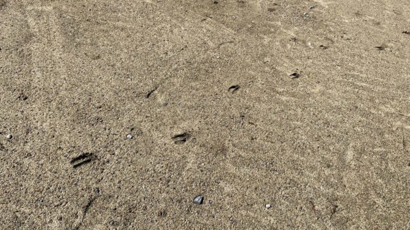 キャンプ場に残る鹿の足跡