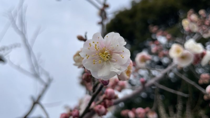 梅の花