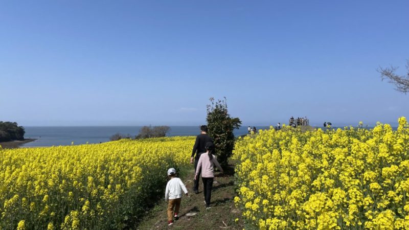 菜の花畑を歩く