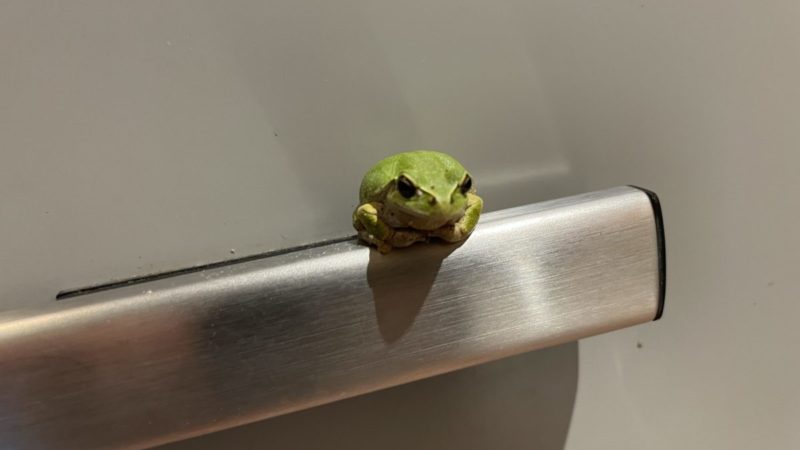 トイレのカギに座るカエル