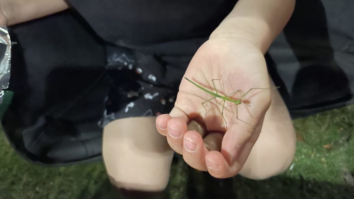 テントサイトに遊びに来たナナフシ